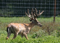 breeder buck